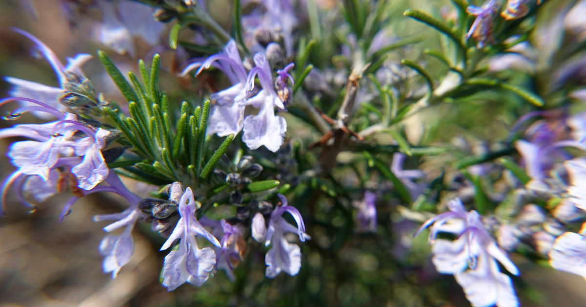 Rosemary plant